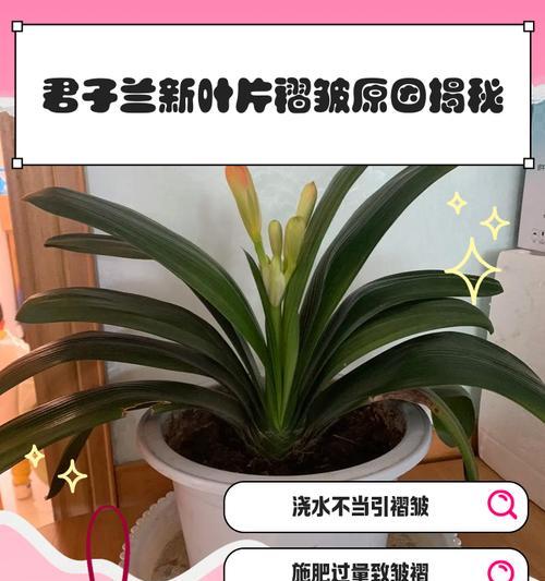 以君子兰叶子全部软了的原因及补救方法（如何解决君子兰叶子软化问题，让其恢复健康）-第2张图片-绿意生活