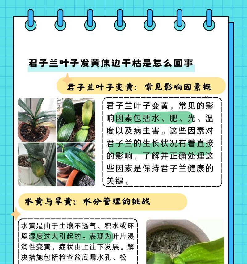以君子兰叶子全部软了的原因及补救方法（如何解决君子兰叶子软化问题，让其恢复健康）-第1张图片-绿意生活