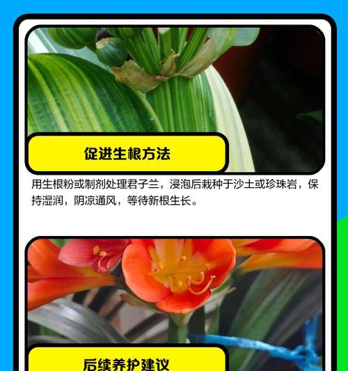 以君子兰叶子全部软了的原因及补救方法（如何解决君子兰叶子软化问题，让其恢复健康）-第3张图片-绿意生活
