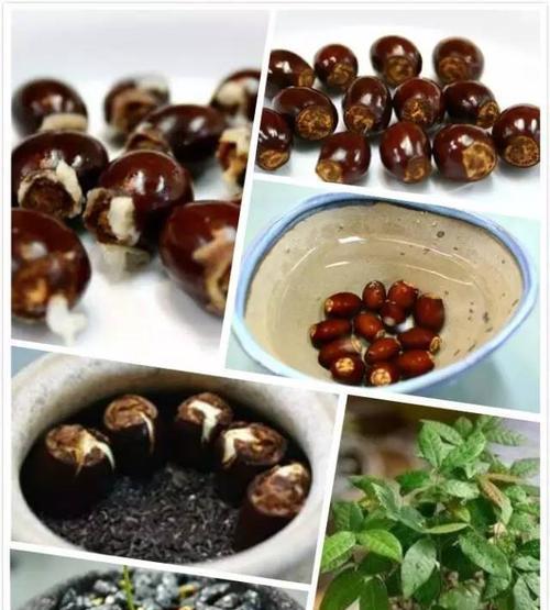 如何让龙眼发芽速度变快（实用技巧助力龙眼发芽，尽早收获美味果实）-第1张图片-绿意生活