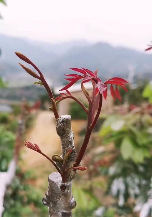 如何让龙眼发芽速度变快（实用技巧助力龙眼发芽，尽早收获美味果实）-第2张图片-绿意生活