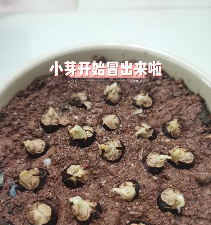如何让龙眼发芽速度变快（实用技巧助力龙眼发芽，尽早收获美味果实）-第3张图片-绿意生活