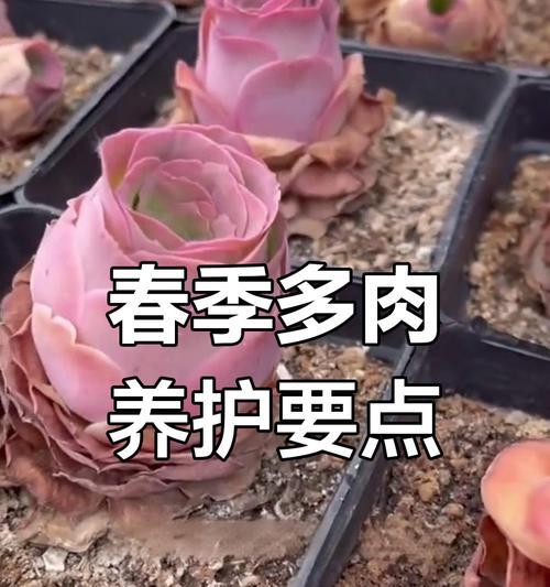 多肉怎么养才能长得又好又快（培育美丽多肉的秘诀多肉养护攻略大揭秘）-第3张图片-绿意生活