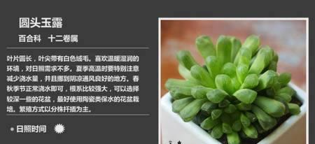 以京之华锦的养殖技巧与经验分享（打造美丽而富饶的家园，京之华锦养殖你值得拥有！）-第2张图片-绿意生活