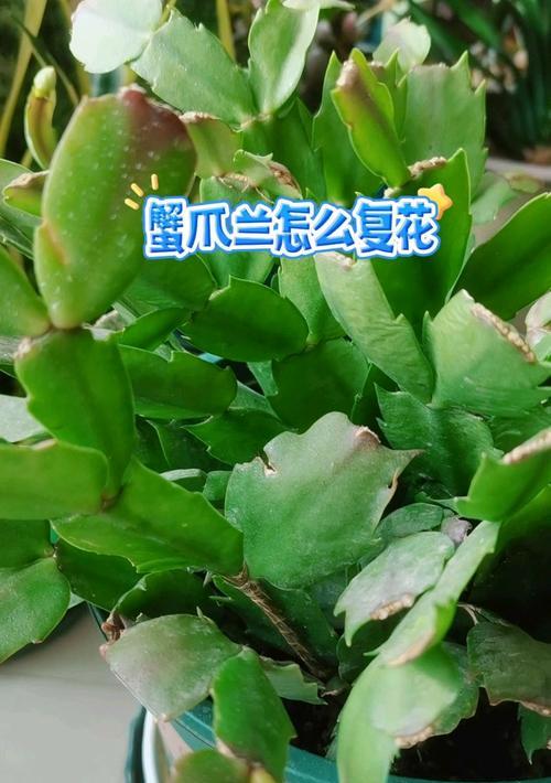 蟹爪兰修剪后的正确施肥方法-第1张图片-绿意生活