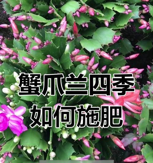 蟹爪兰修剪后的正确施肥方法-第2张图片-绿意生活