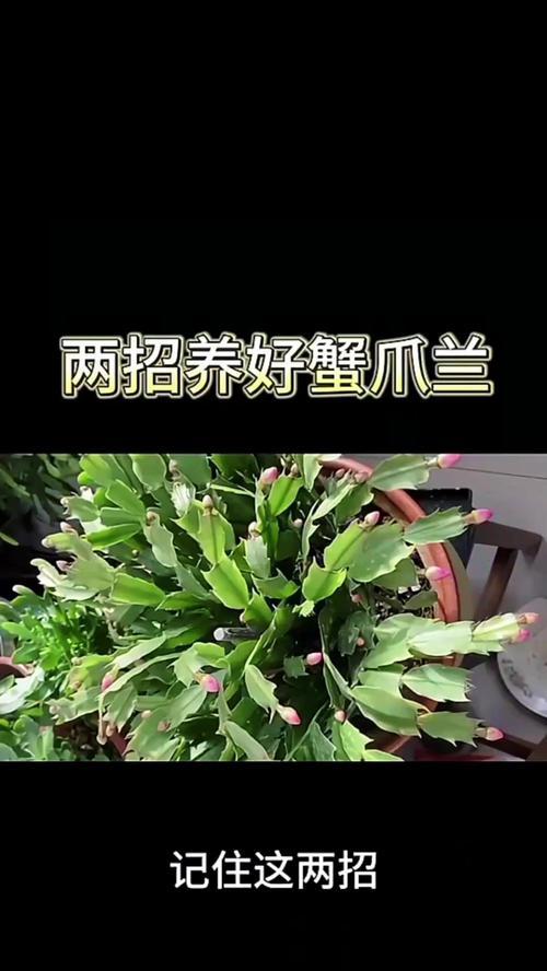 蟹爪兰修剪后的正确施肥方法-第3张图片-绿意生活