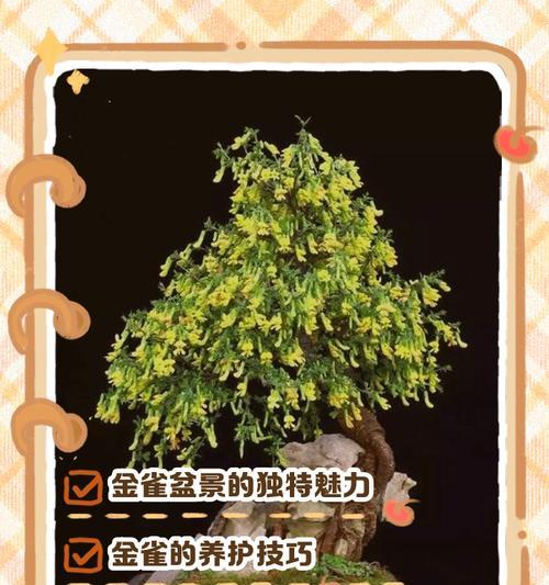 金雀花的冬日之美（秋叶飘落，冬日盛放，雪后绽放，金雀花的四季魅力）-第1张图片-绿意生活