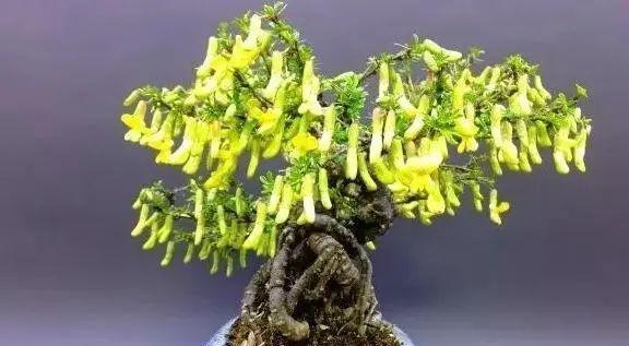 金雀花的冬日之美（秋叶飘落，冬日盛放，雪后绽放，金雀花的四季魅力）-第3张图片-绿意生活