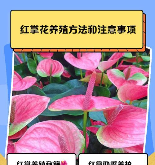 红掌花之红色的褪去（揭秘红掌花为何不再红艳如初）-第1张图片-绿意生活