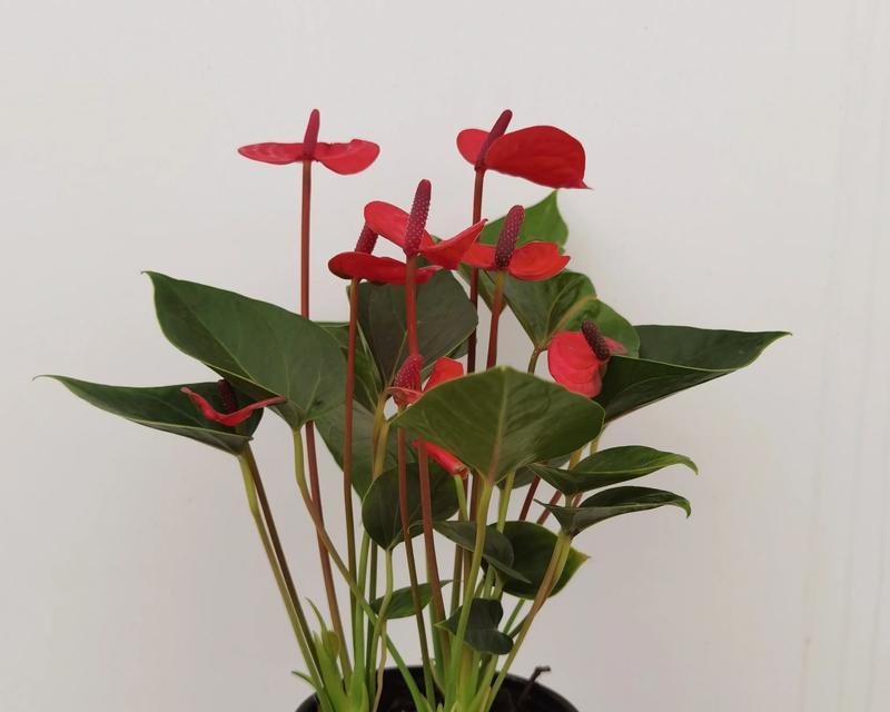 红掌花之红色的褪去（揭秘红掌花为何不再红艳如初）-第3张图片-绿意生活