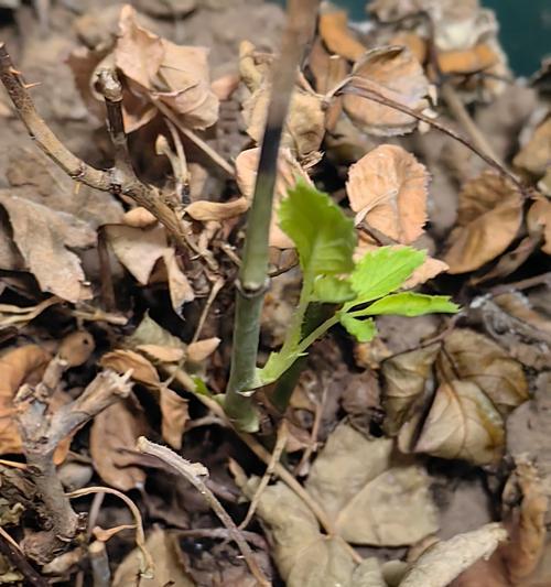 玫瑰花叶子干枯怎么办？（教你如何拯救干枯的玫瑰花叶子）-第2张图片-绿意生活
