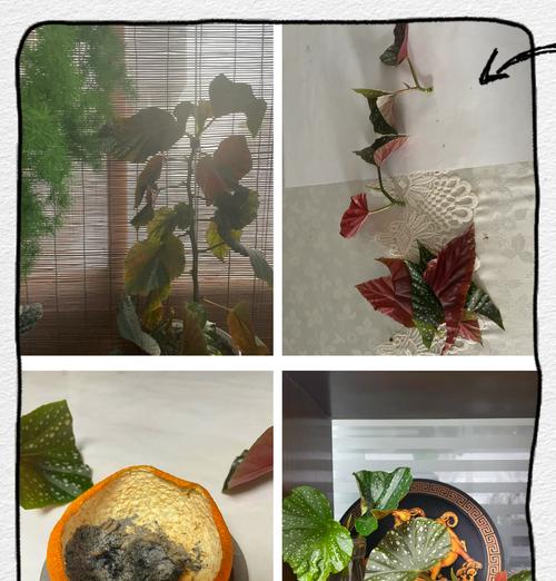 如何修剪过高的竹节海棠（高度控制、修剪技巧、健康成长）-第1张图片-绿意生活