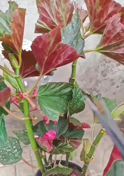 如何修剪过高的竹节海棠（高度控制、修剪技巧、健康成长）-第3张图片-绿意生活