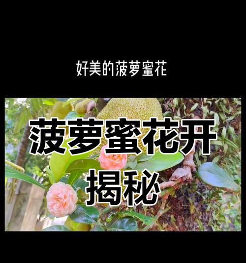 菠萝开花结果的周期（从种植到丰收，全面解析菠萝的生长过程）-第2张图片-绿意生活