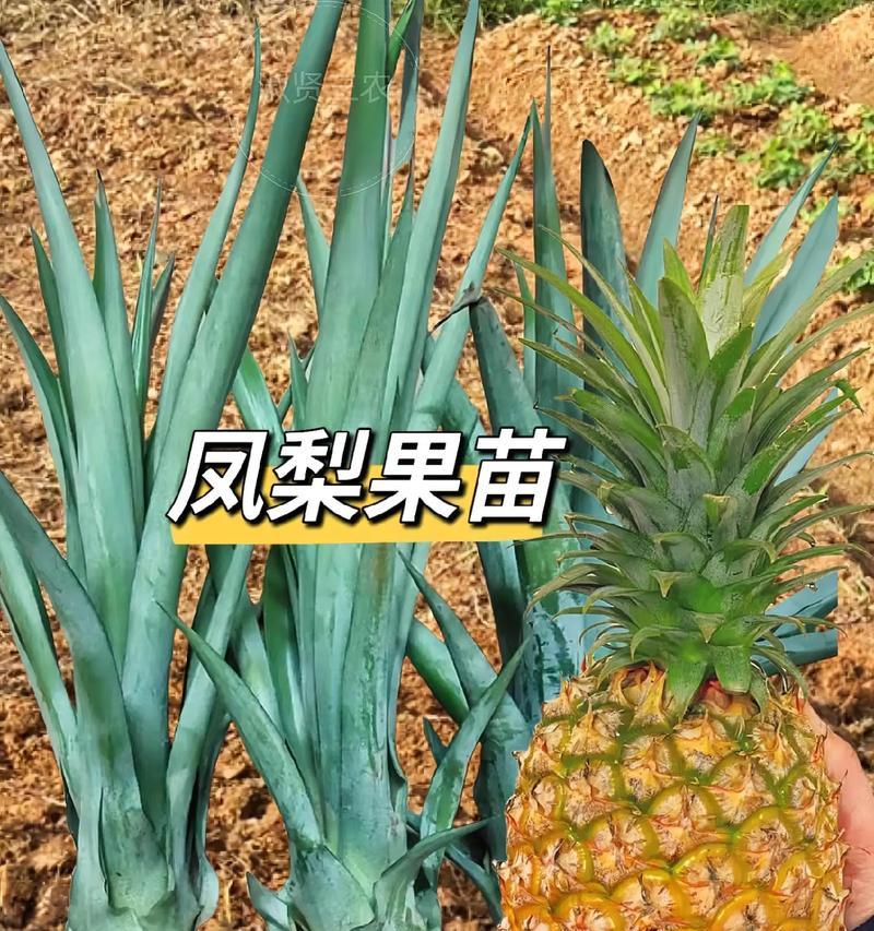 菠萝开花结果的周期（从种植到丰收，全面解析菠萝的生长过程）-第3张图片-绿意生活