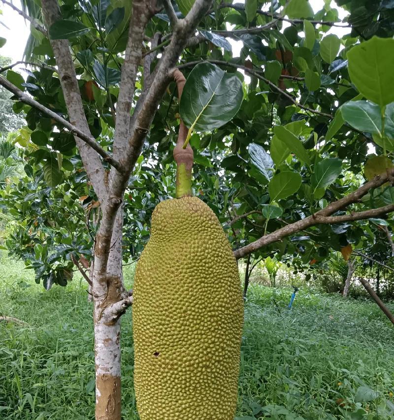 菠萝开花结果的周期（从种植到丰收，全面解析菠萝的生长过程）-第1张图片-绿意生活