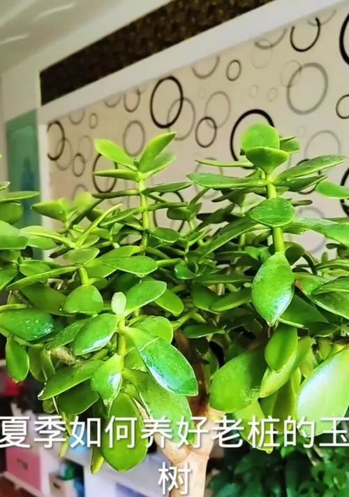 玉树养护宝典（打造绿意盎然的家居生活）-第1张图片-绿意生活