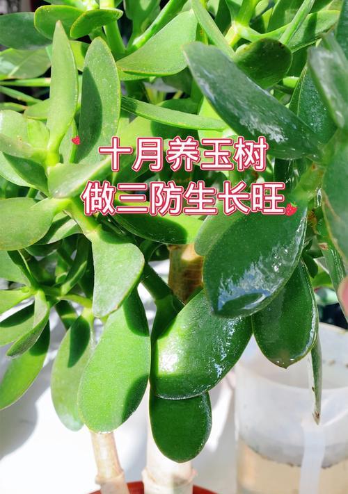 玉树养护宝典（打造绿意盎然的家居生活）-第2张图片-绿意生活