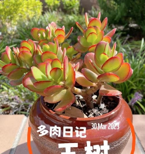 玉树养护宝典（打造绿意盎然的家居生活）-第3张图片-绿意生活