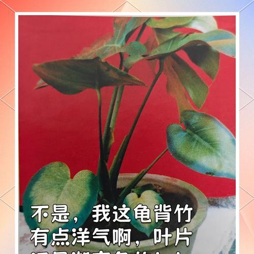 龟背竹叶面发油的原因与作用解析（解密龟背竹叶面发油机制及应用前景）-第3张图片-绿意生活