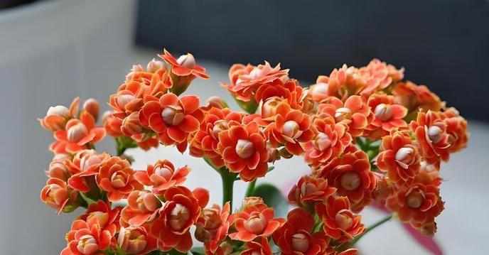 花的养分吸取之奥秘（揭秘花朵如何获取养分的关键技巧）-第2张图片-绿意生活