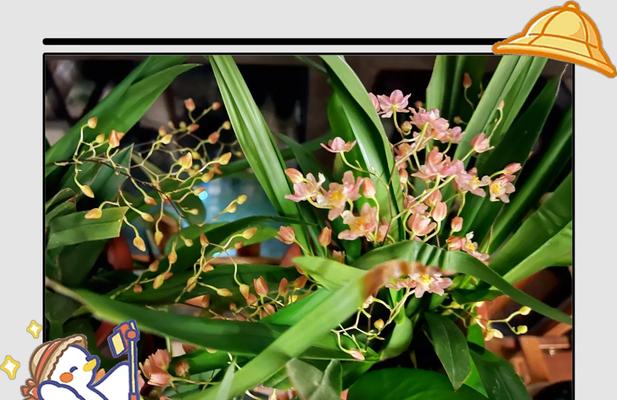 花的养分吸取之奥秘（揭秘花朵如何获取养分的关键技巧）-第1张图片-绿意生活