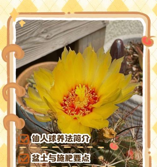 以水培仙人球的养殖方法和技巧（打造简单易行的水培仙人球养殖方式）-第3张图片-绿意生活