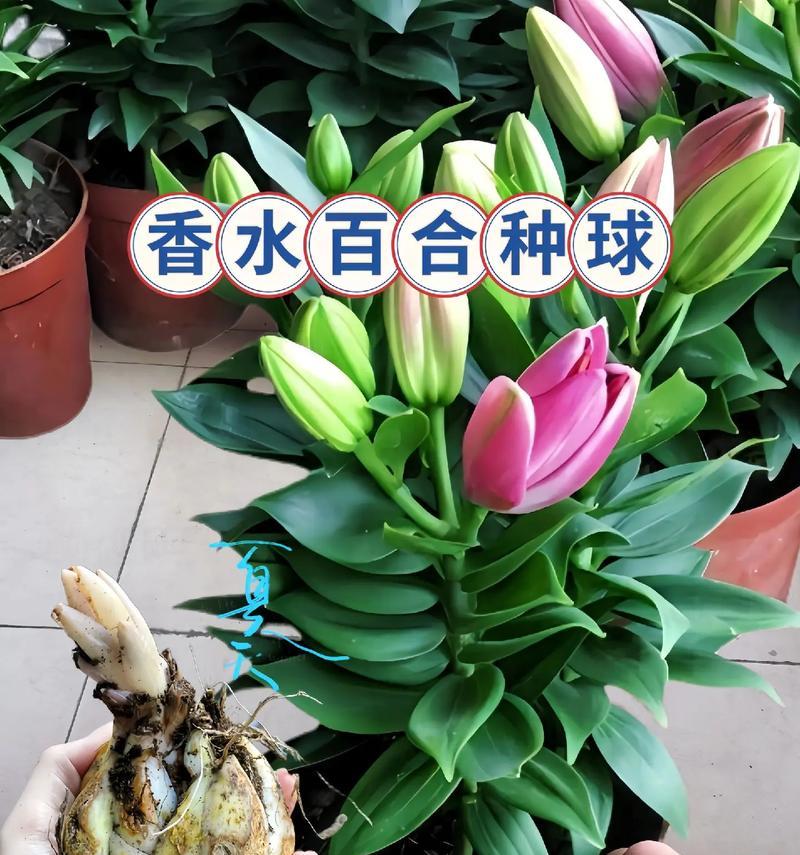 百合水培的全程指南（从种植到开花，全面了解百合水培的技巧与要点）-第2张图片-绿意生活