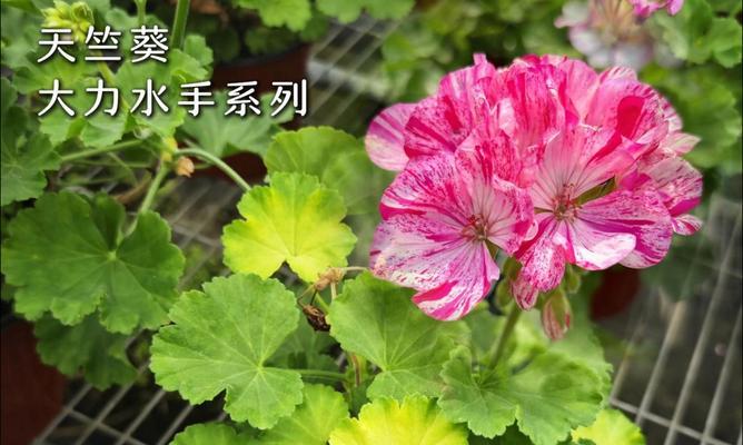 打造美丽花园的秘诀——天竺葵地平线系列种植指南（让你的花园焕发鲜艳色彩，轻松栽培天竺葵地平线系列）-第1张图片-绿意生活