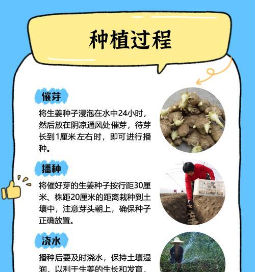 如何养长生姜？（分享生姜种植技巧和注意事项，助你种出好姜。）-第1张图片-绿意生活