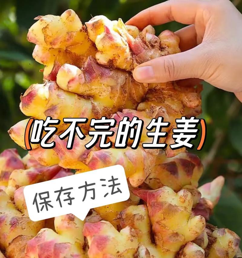 如何养长生姜？（分享生姜种植技巧和注意事项，助你种出好姜。）-第2张图片-绿意生活