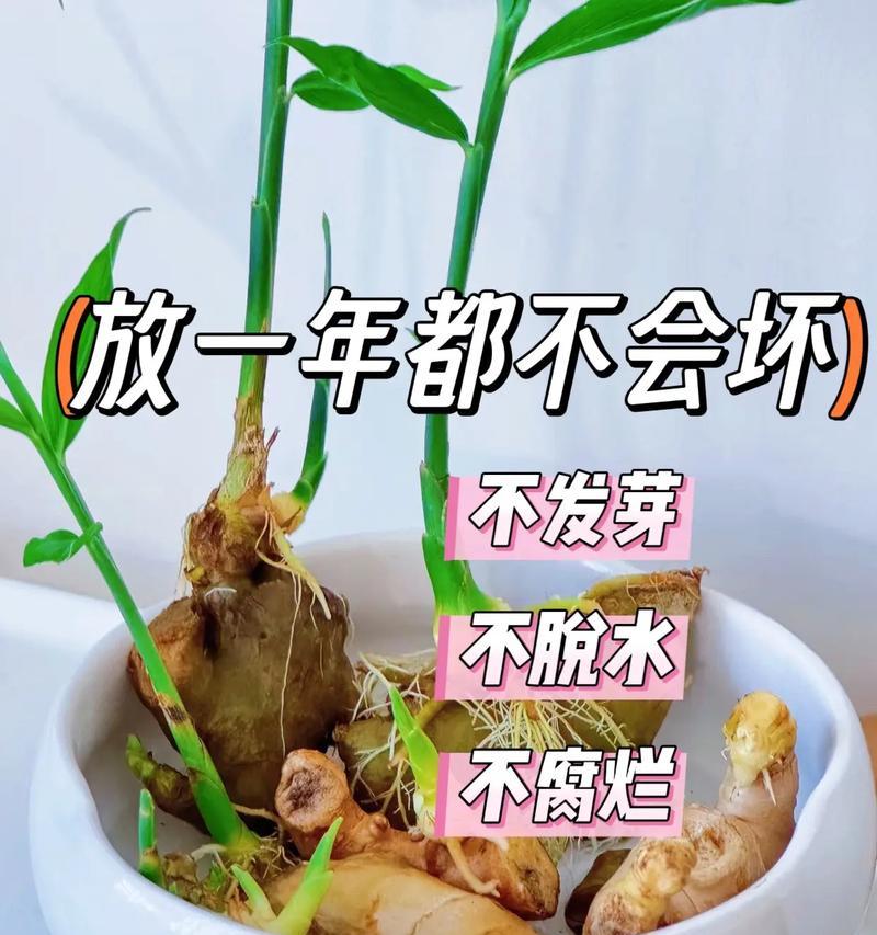 如何养长生姜？（分享生姜种植技巧和注意事项，助你种出好姜。）-第3张图片-绿意生活