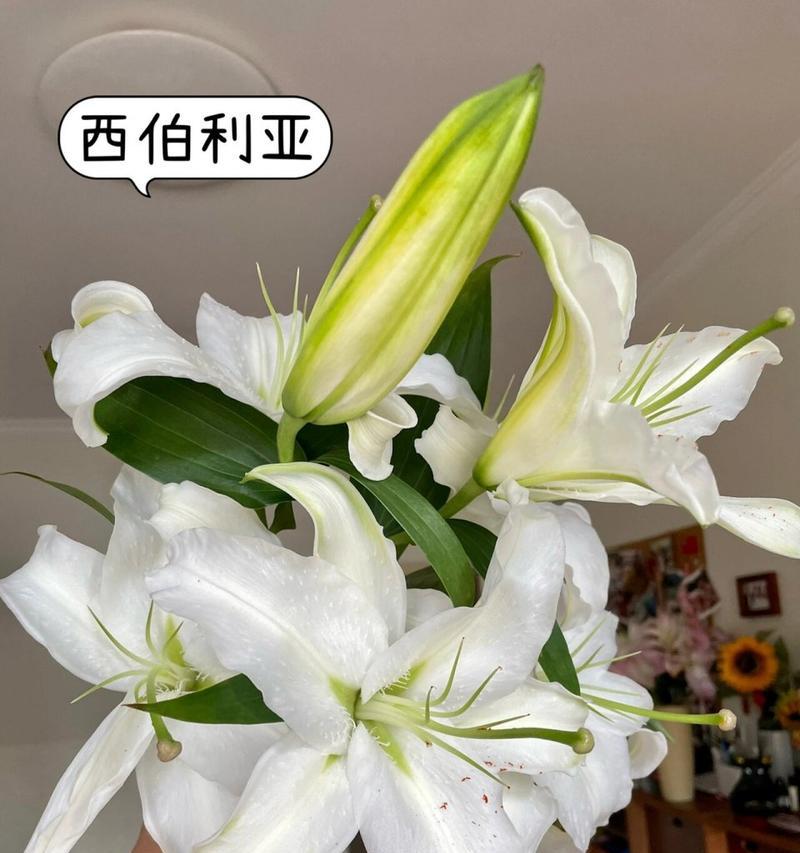 白色百合花的养护技巧（打造清新雅致的花园——白色百合花的种植与养护）-第1张图片-绿意生活