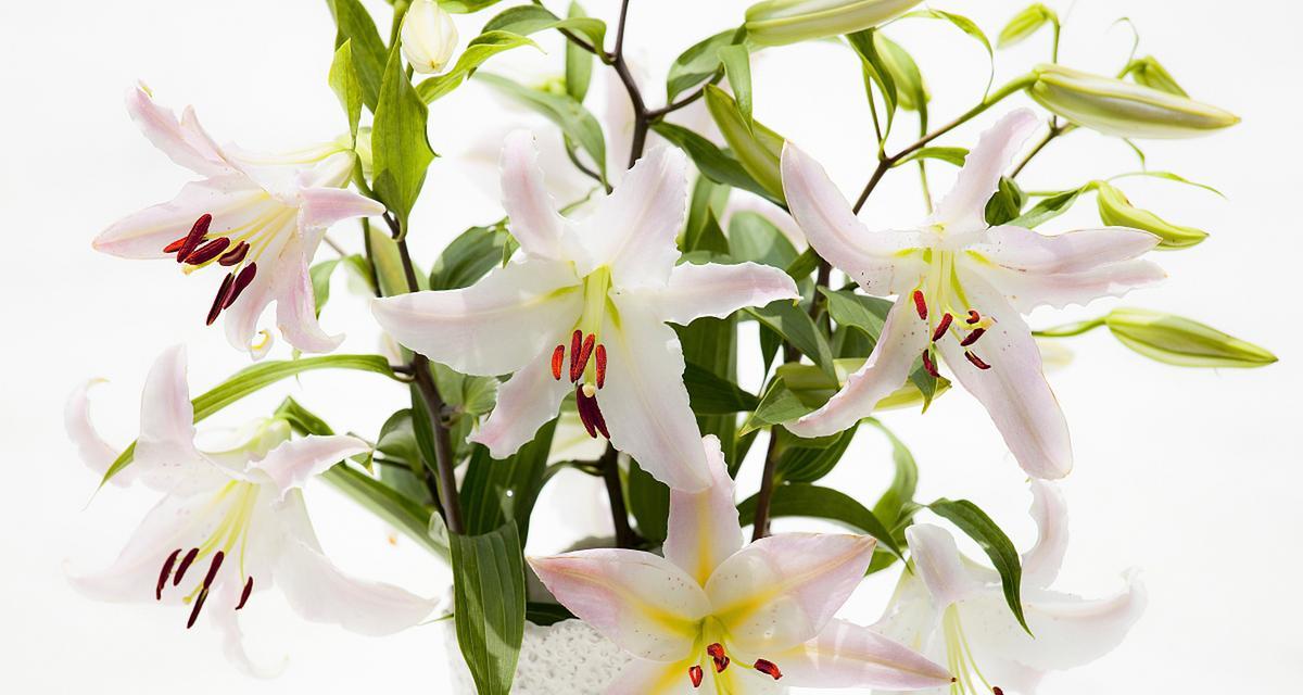 白色百合花的养护技巧（打造清新雅致的花园——白色百合花的种植与养护）-第3张图片-绿意生活