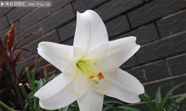 白色百合花的养护技巧（打造清新雅致的花园——白色百合花的种植与养护）-第2张图片-绿意生活