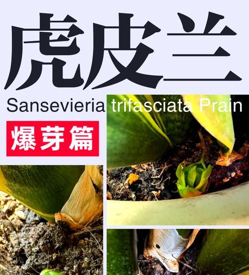 虎皮兰繁殖技巧大揭秘（掌握关键诀窍，轻松培育虎皮兰）-第1张图片-绿意生活