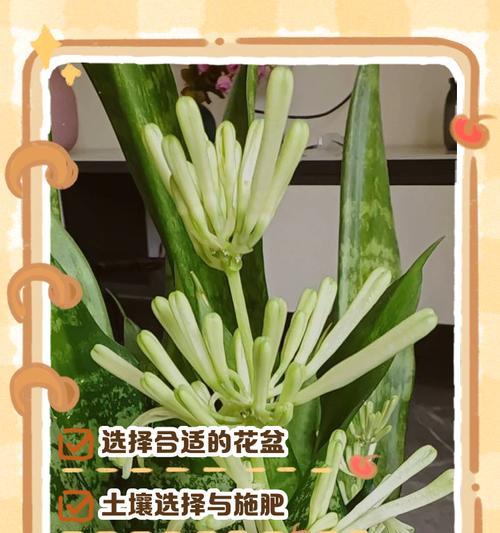 虎皮兰繁殖技巧大揭秘（掌握关键诀窍，轻松培育虎皮兰）-第3张图片-绿意生活