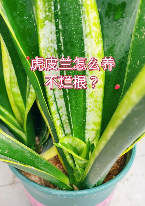 虎皮兰繁殖技巧大揭秘（掌握关键诀窍，轻松培育虎皮兰）-第2张图片-绿意生活