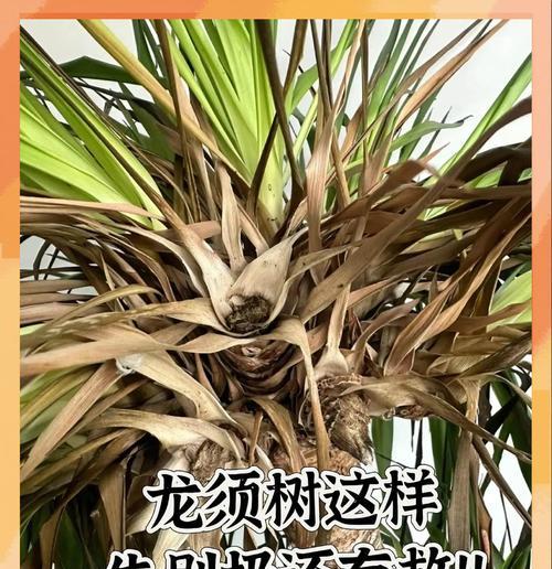 龙须铁叶尖发干的原因及解决方法（龙须铁叶尖的发干问题解析，探寻有效的护理方法）-第2张图片-绿意生活