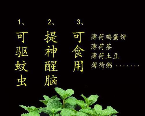 薄荷草是否能在冬季存活？（解读薄荷草的抗寒能力）-第1张图片-绿意生活