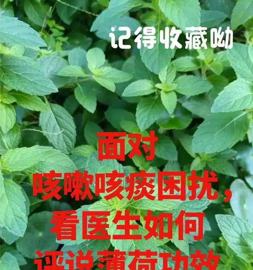 薄荷草是否能在冬季存活？（解读薄荷草的抗寒能力）-第2张图片-绿意生活