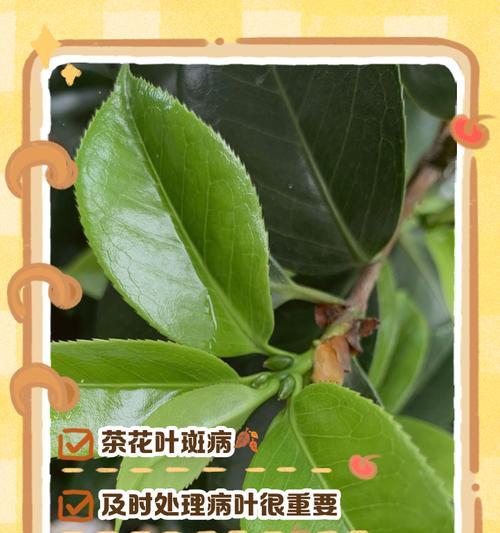 茶花如何处理死叶子？（关键步骤详解，让你的茶花保持健康美丽）-第1张图片-绿意生活
