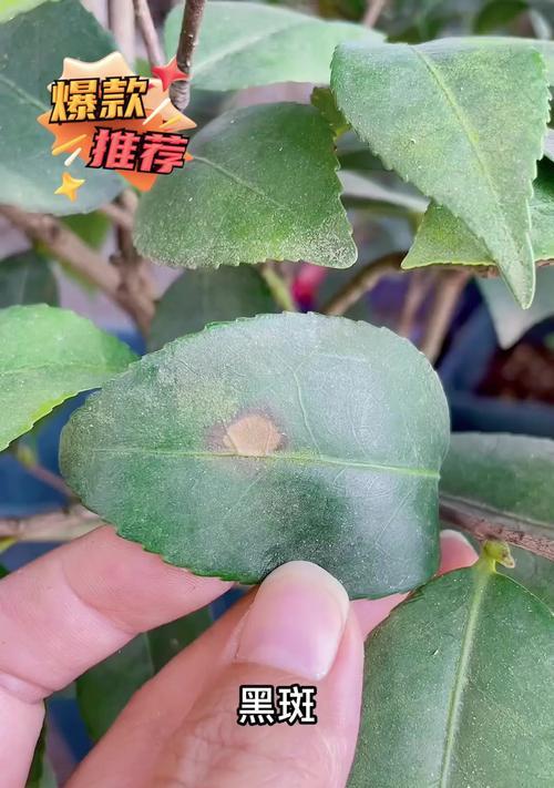 茶花如何处理死叶子？（关键步骤详解，让你的茶花保持健康美丽）-第2张图片-绿意生活
