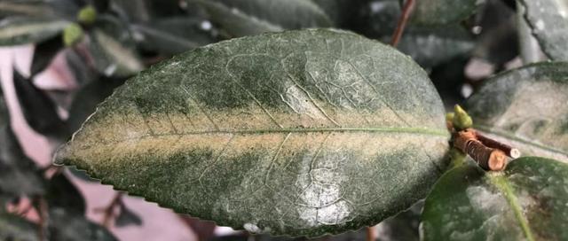 茶花如何处理死叶子？（关键步骤详解，让你的茶花保持健康美丽）-第3张图片-绿意生活