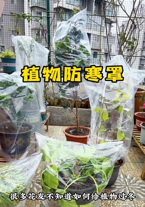 冬季植物保护与管理（以何种植物为主，如何过冬？）-第3张图片-绿意生活