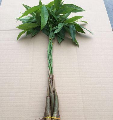 发财树苗的快速生长秘诀（掌握关键方法让发财树苗蓬勃发展）-第1张图片-绿意生活