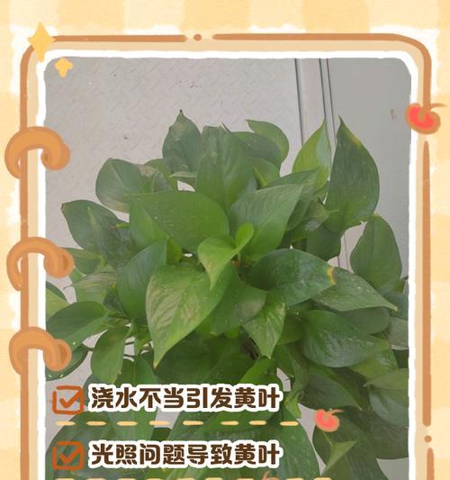 绿萝老叶子发黄怎么办？（解决方法让您的绿萝重现生机）-第3张图片-绿意生活