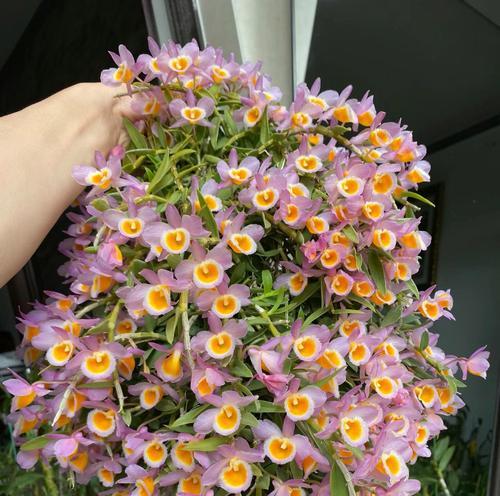 石斛种植详解（从养殖方法到养护要点，一网打尽！）-第2张图片-绿意生活