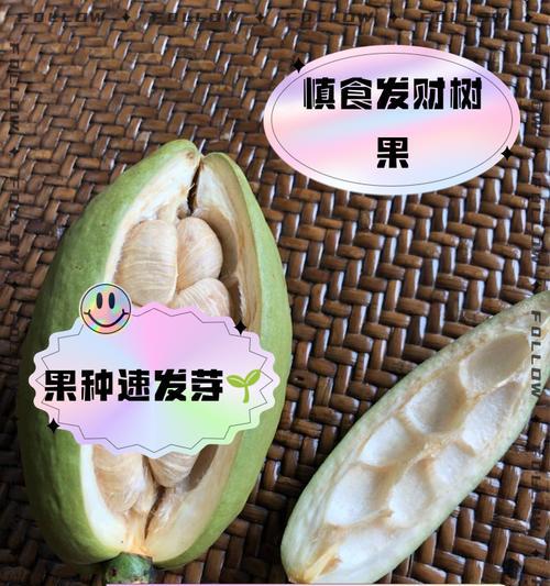 如何让发财树结果子？（掌握这些养护技巧，让你的发财树结果丰硕！）-第1张图片-绿意生活